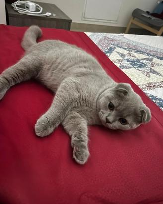 Scottish fold lilac disponibile per monta