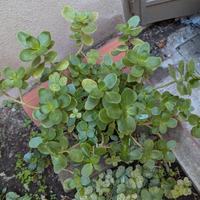 Pianta grassa Crassula ovata