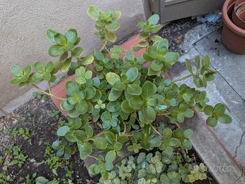 Pianta grassa Crassula ovata