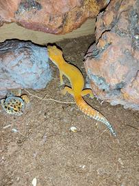 Geco leopardino