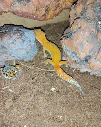 Geco leopardino