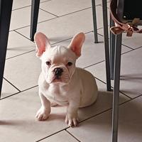 Bulldog francese esotico
