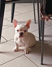 Bulldog francese esotico