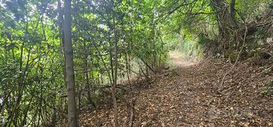 TER. AGRICOLO A CHIAVARI