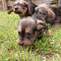 Cuccioli bassotto