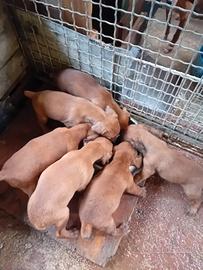 Cuccioli di segugio maremmano