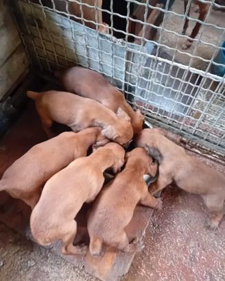 Cuccioli di segugio maremmano