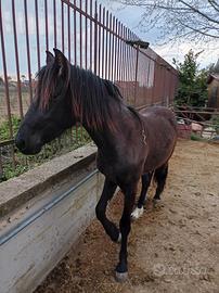 Puledro frisone per andaluso