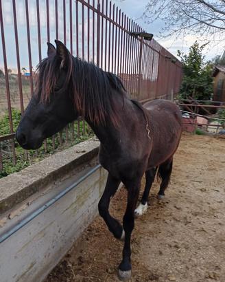 Puledro frisone per andaluso