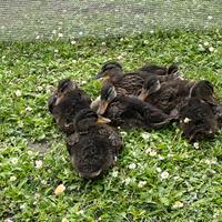 Anatroccoli pulcinotti pulcini germano reale