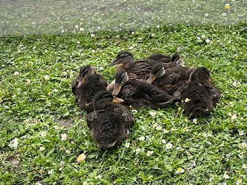 Anatroccoli pulcinotti pulcini germano reale