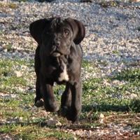 Cucciola di cane corso