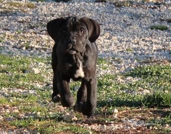 Cucciola di cane corso