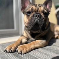 Bulldog francese per accoppiamento
