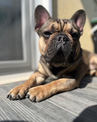 Bulldog francese per accoppiamento