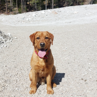 Nanuk labrador redfox per accoppiamento