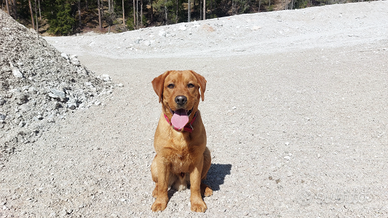 Nanuk labrador redfox per accoppiamento