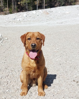 Nanuk labrador redfox per accoppiamento