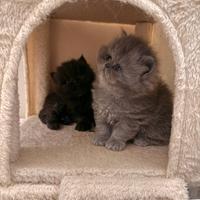 Gattina Persiana disponibile da aprile