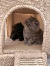 Gattina Persiana disponibile da aprile