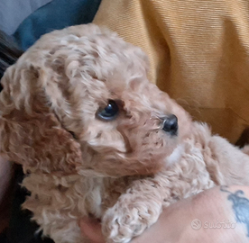 Barboncino nano maschio champagne