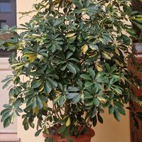 Pianta Schefflera