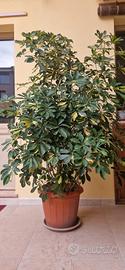 Pianta Schefflera