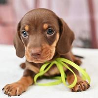 Cuccioli bassotto adorabili disponibili