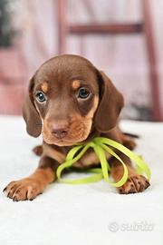 Cuccioli bassotto adorabili disponibili