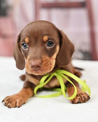 Cuccioli bassotto adorabili disponibili