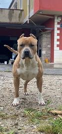 Pitbull originale per monta