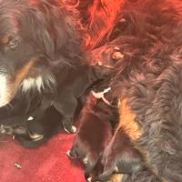 Cuccioli bovari del bernese