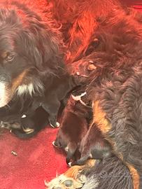 Cuccioli bovari del bernese