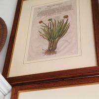 Stampa Mattioli  con cornice