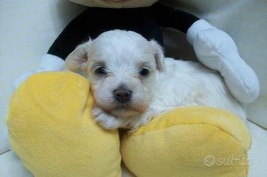 Maltipoo (Maltese/Barboncino) maschietto