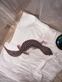 Super Mack Snow geco leopardino