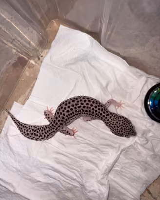 Super Mack Snow geco leopardino