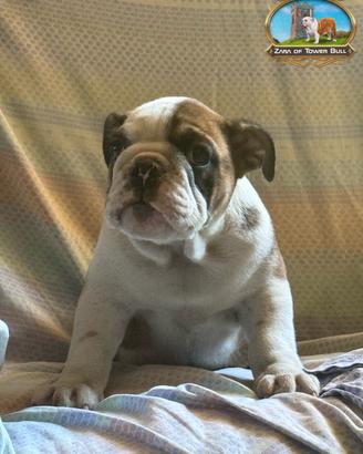 Cuccioli di bulldog inglese