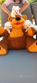 Cuccioli dirazza maltese con pedigree enci