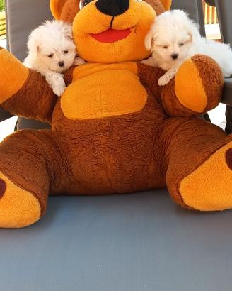 Cuccioli dirazza maltese con pedigree enci