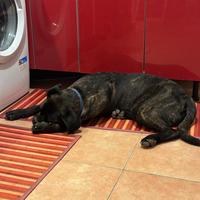 Cane corso