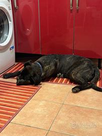 Cane corso