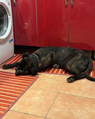 Cane corso