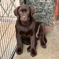 Cuccioli Labrador chocolate