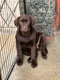 Cuccioli Labrador chocolate