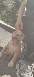 Pitbull