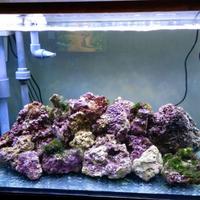 Acquario marino professionale