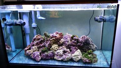 Acquario marino professionale