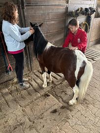 Pony castrone domato a sella