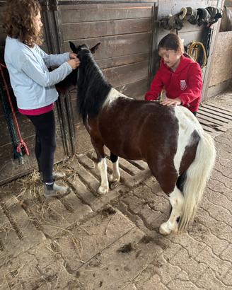 Pony castrone domato a sella